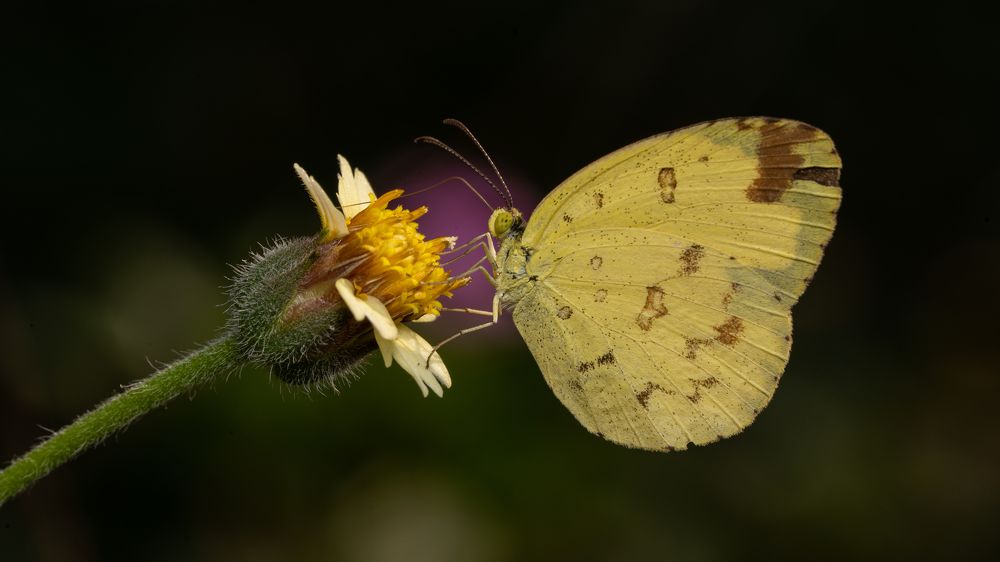 Photograph by Tushar Chindarkar