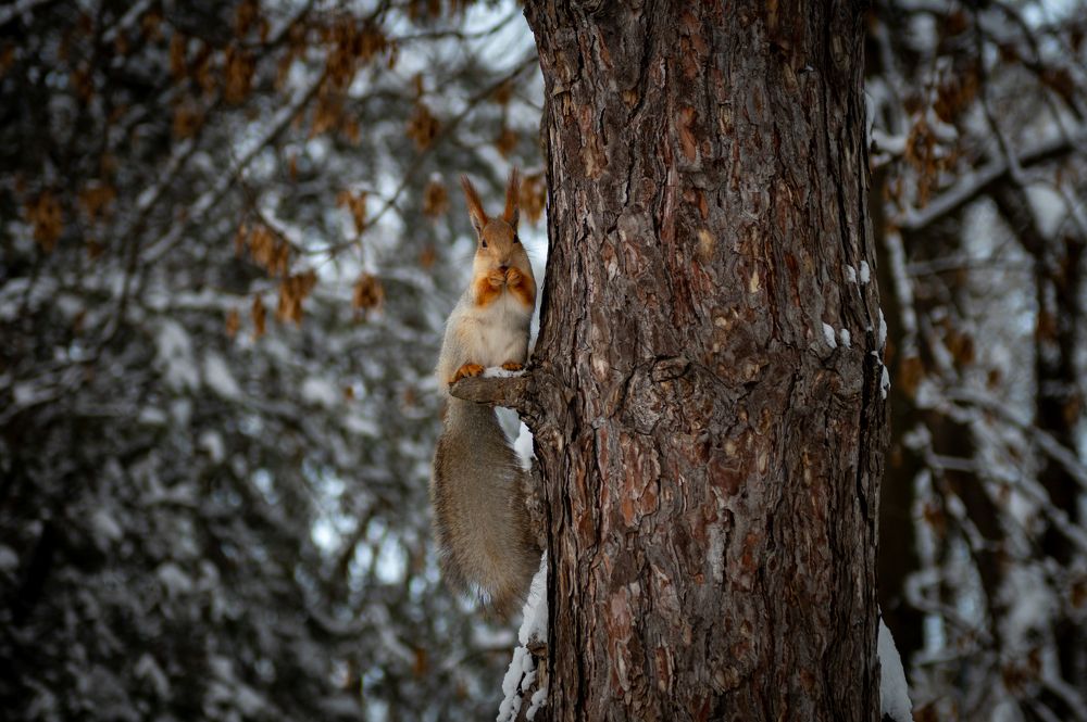 Фотография автора Юлия Носова