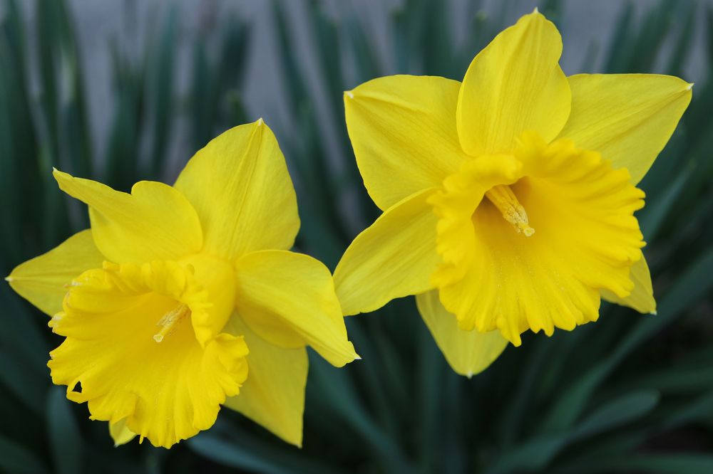 Two Yellow Daffodils