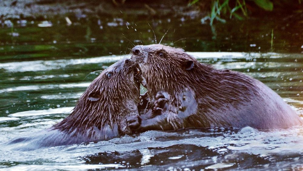 Фотография автора Антип