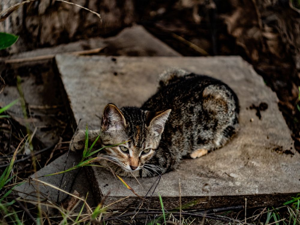 Photograph by Борис Челышев