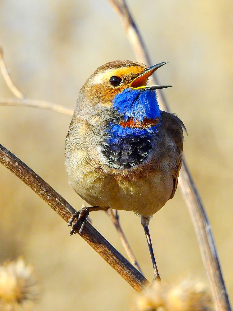 Варакушка поет