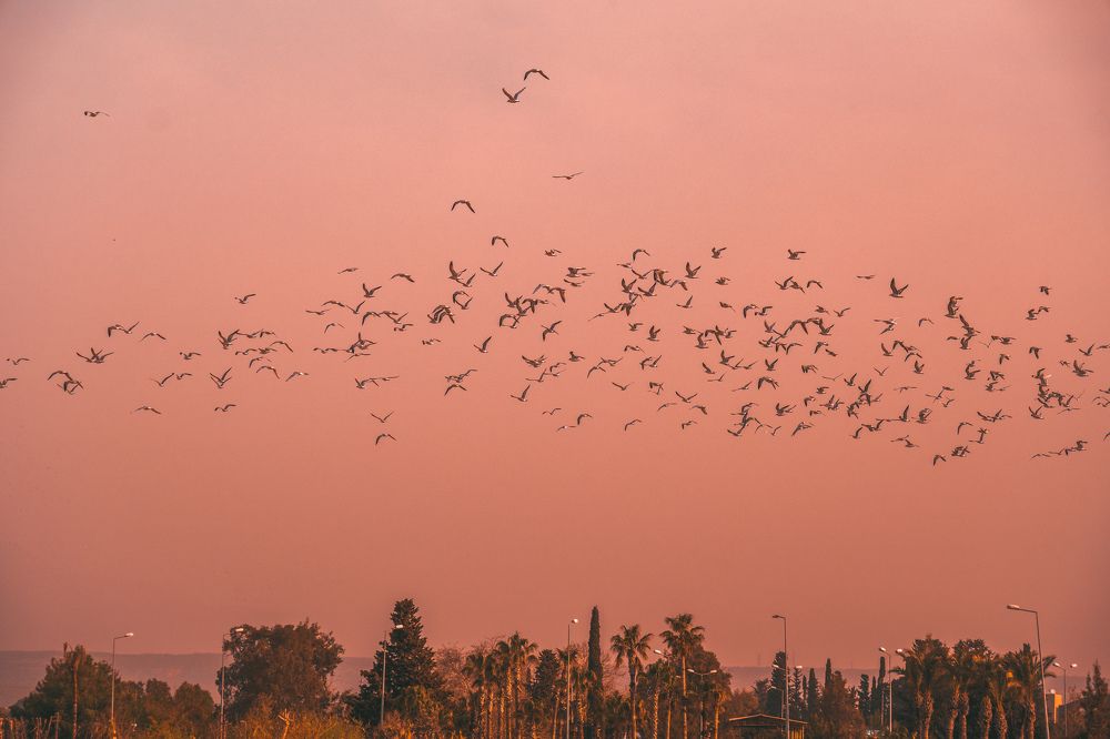 Photograph by Alp Aysgl