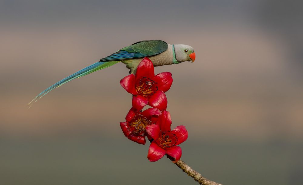 Photograph by Dipanjan Nath
