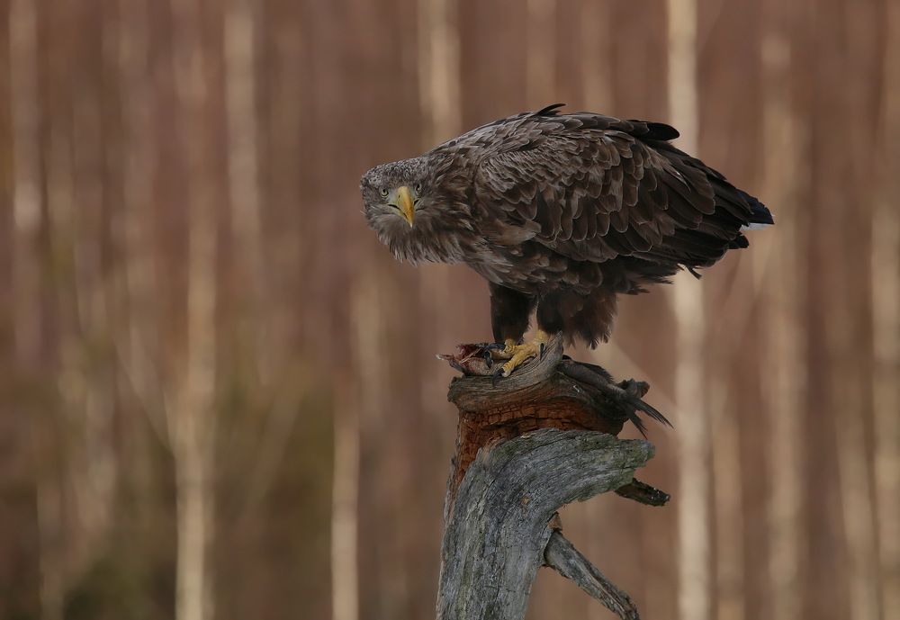 Photograph by Хромов