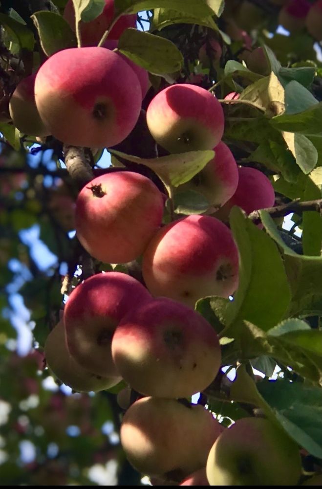 Фотография автора Ираида Гайфуллина