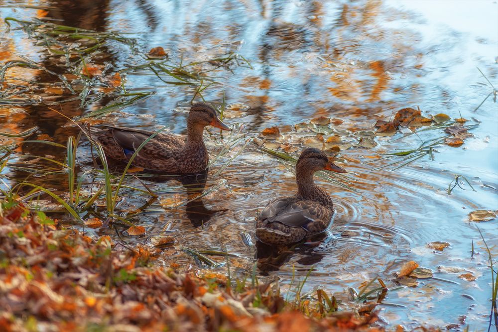 Photograph by Елена Зимацкая