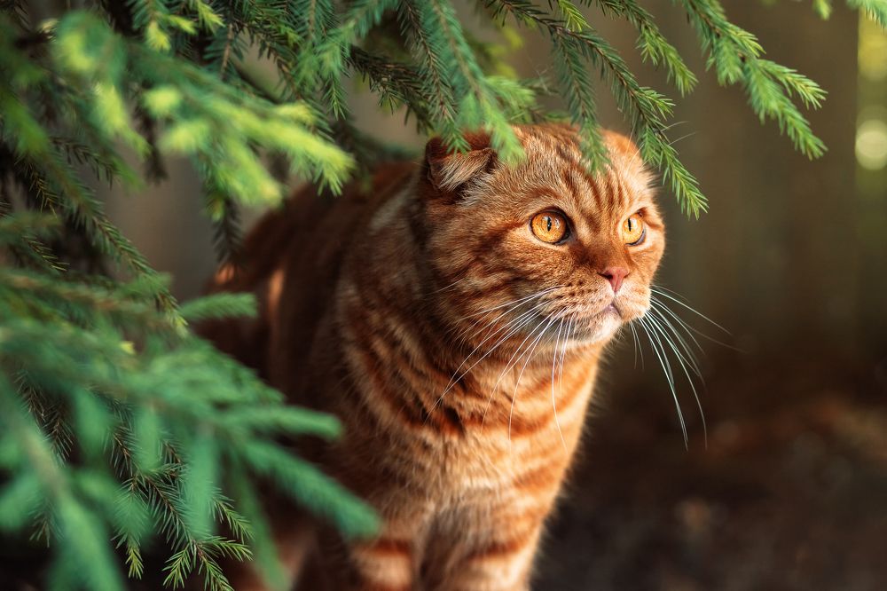 Photograph by Елизавета Чагеева