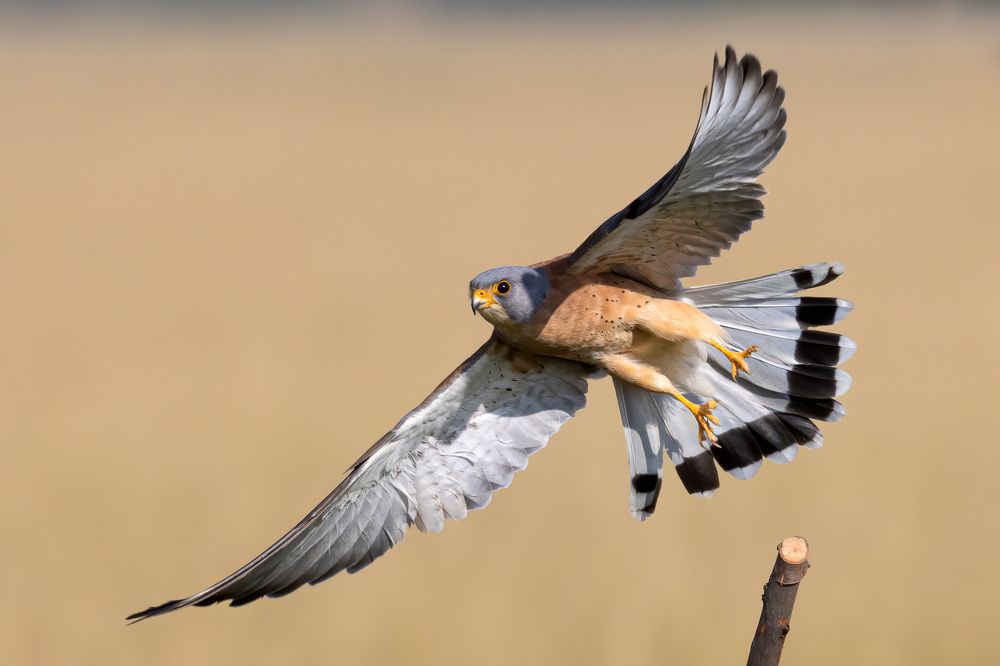 Photograph by Rahul Khadiwala