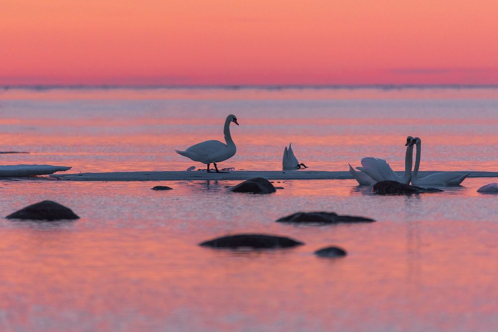 Photograph by Крицак Ольга