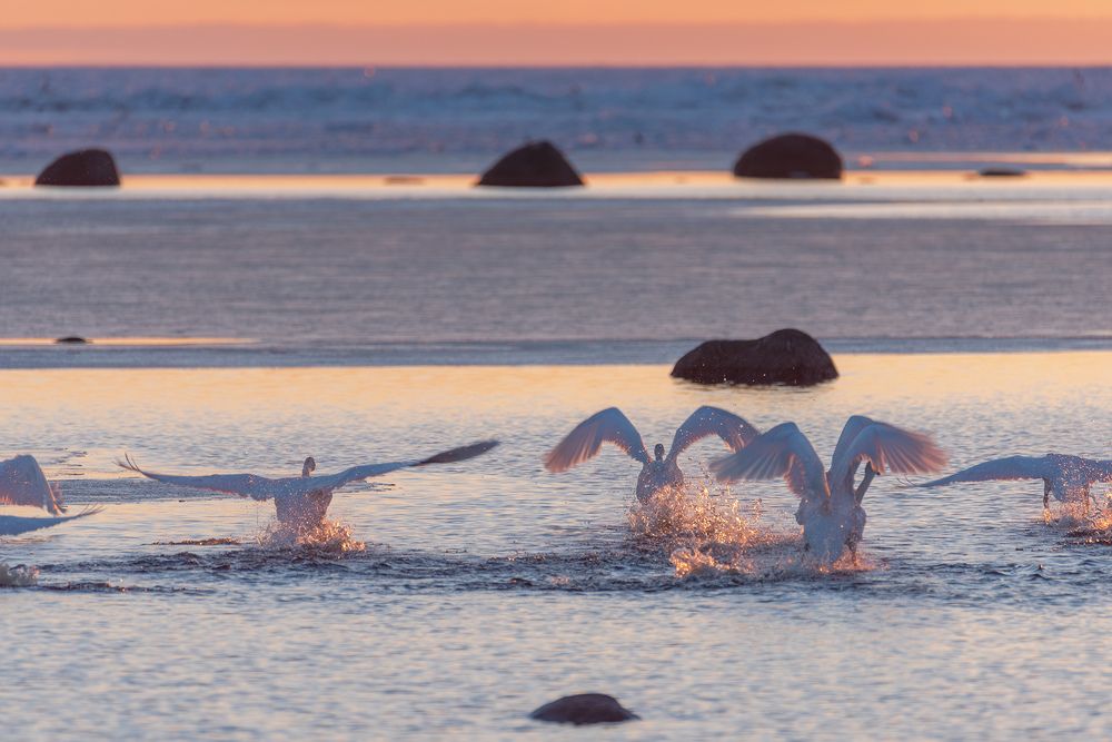 Photograph by Крицак Ольга