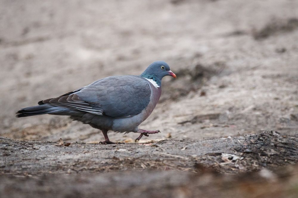 Фотография автора Сыч Римма