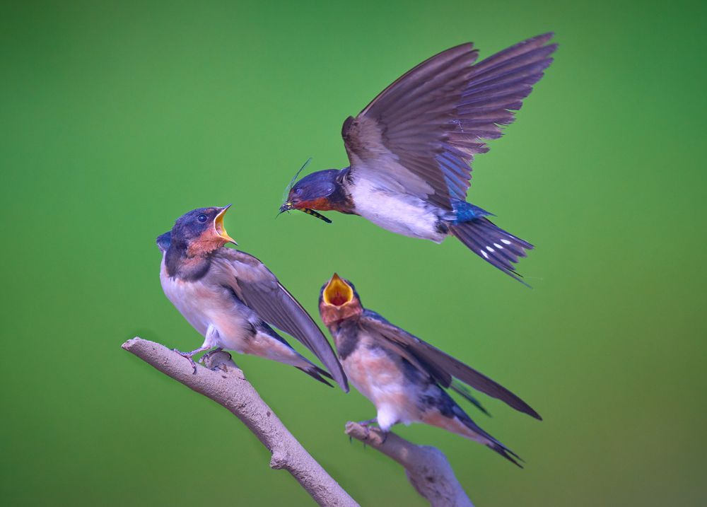 Фотография автора Maurice Leung