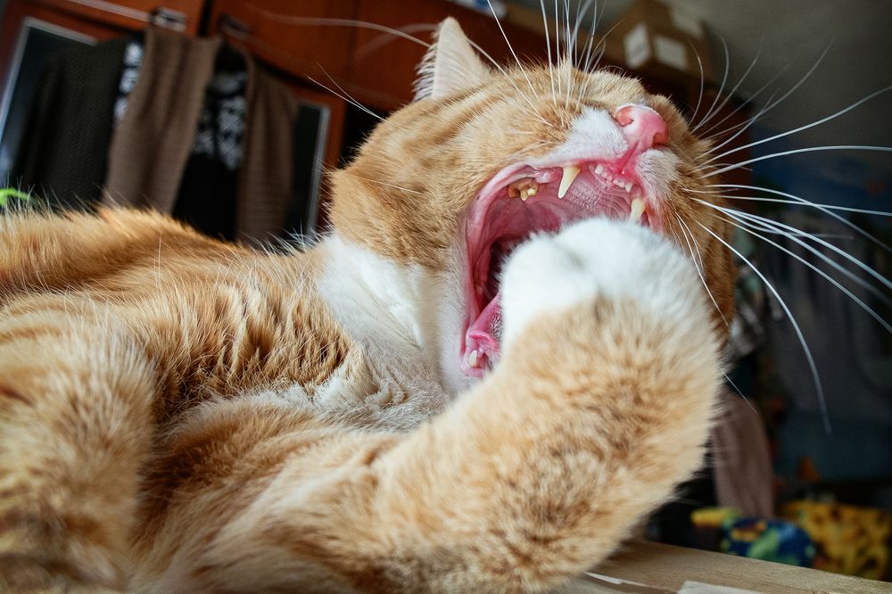 Фотография автора владимир шаронов