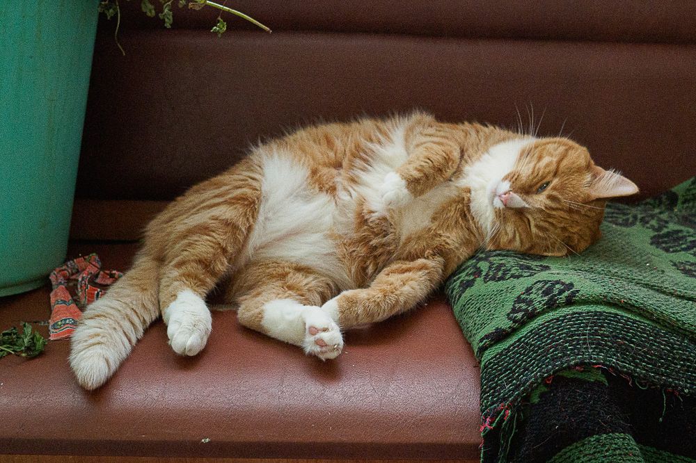 Фотография автора владимир шаронов