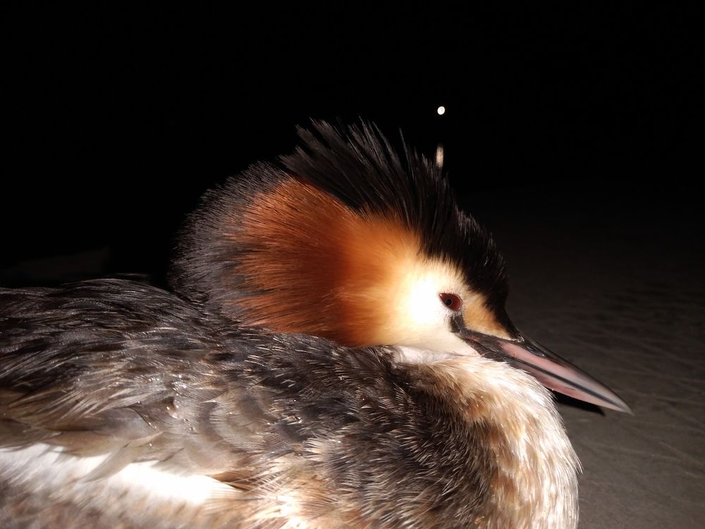 Photograph by СТЕПАН ДЖУЛАКИДЗЕ