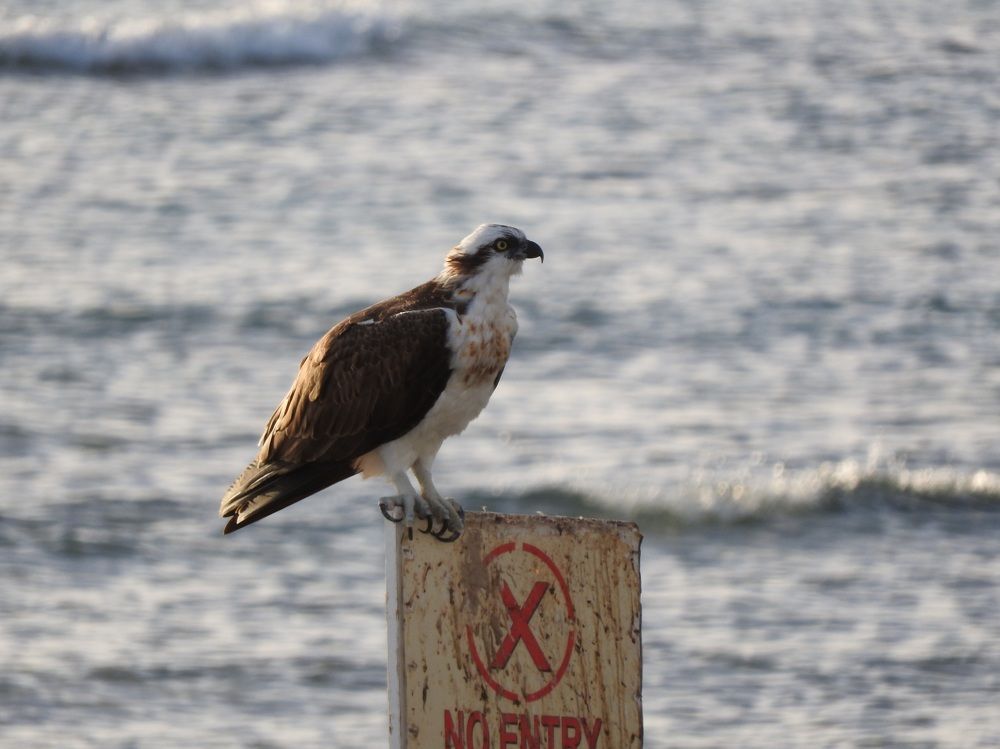Фотография автора Юлия Овчинникова