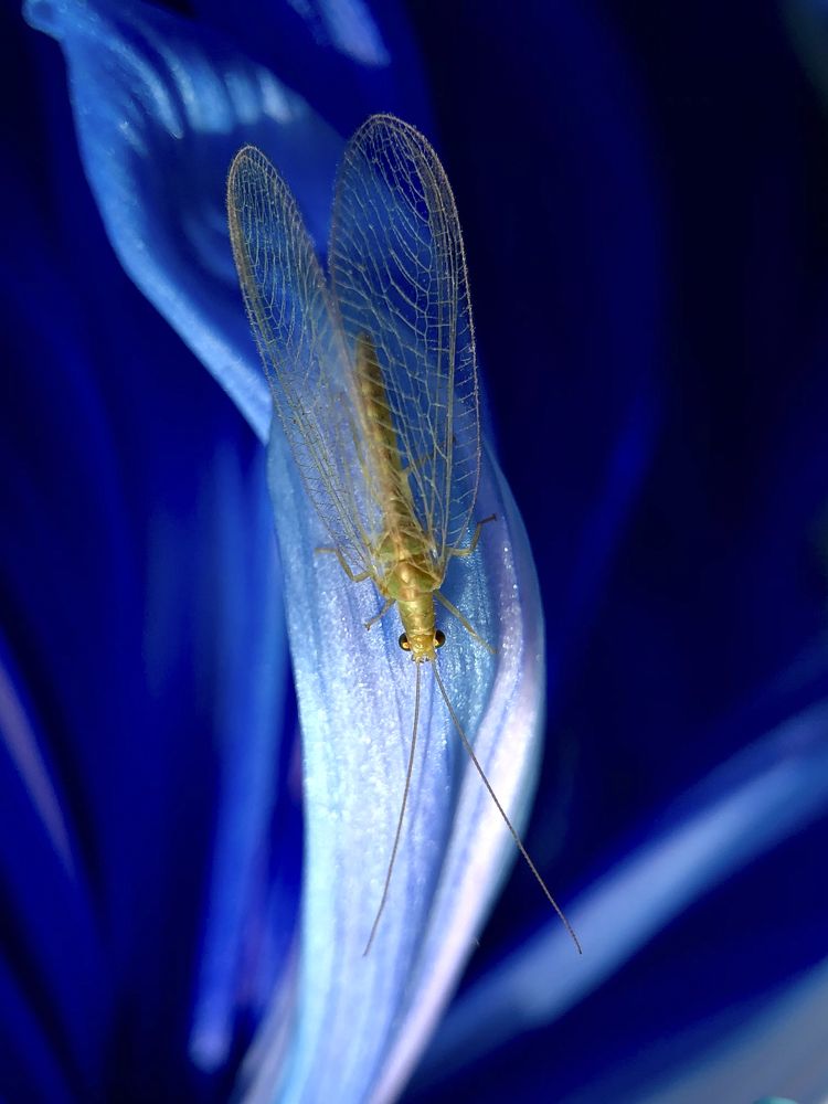 Златоглазка