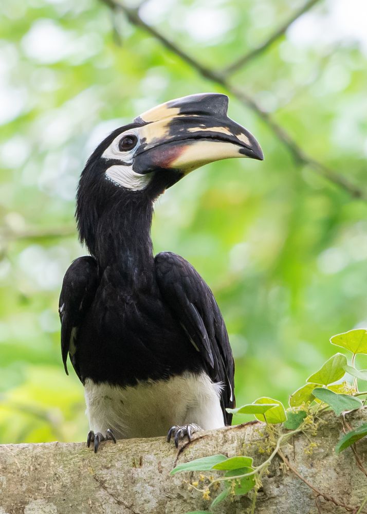 Photograph by Pinak Paul