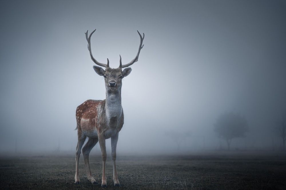 Photograph by George Soumelidis Photography