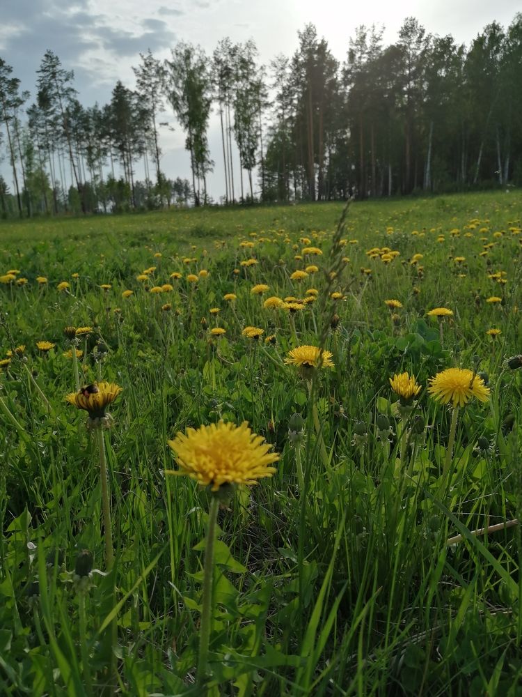 Фотография автора Юлия Лубкина