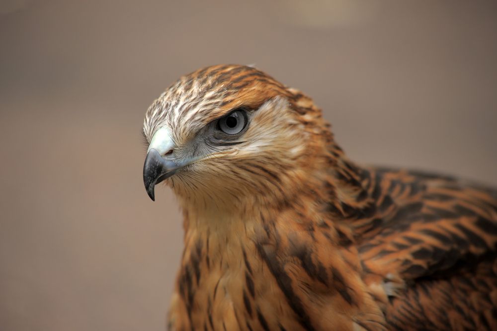 Photograph by Анна Кривицкая