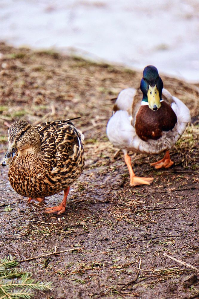 Photograph by Оксана Смородина