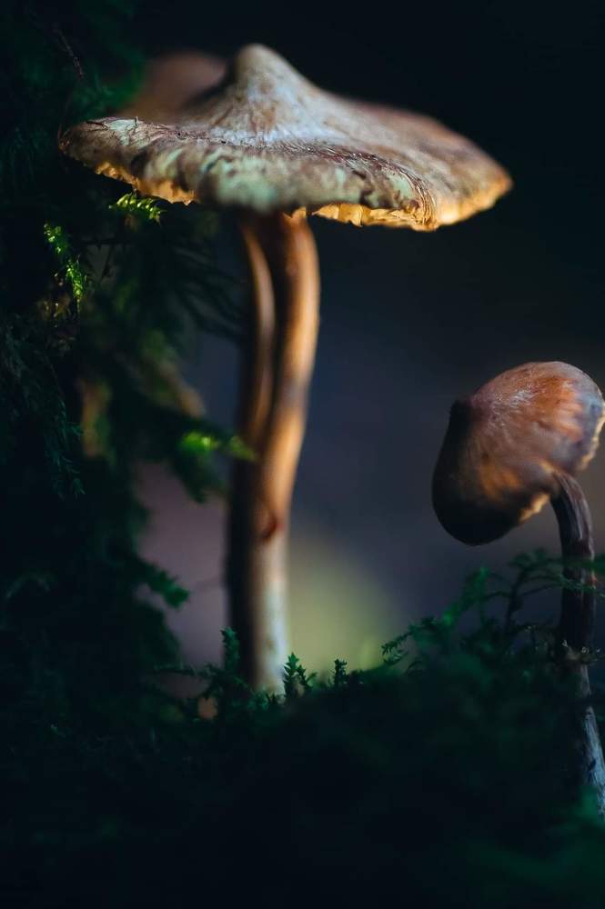 Фотография автора Vicent odoom