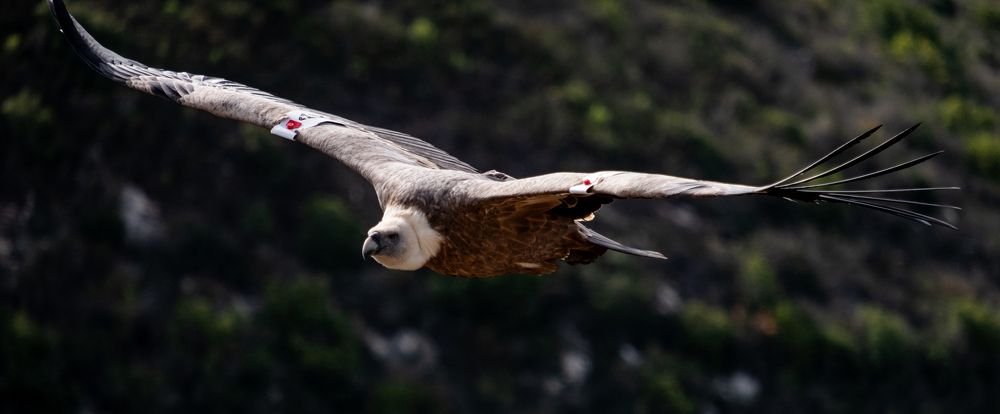 Photograph by Mike Sappojnikoff