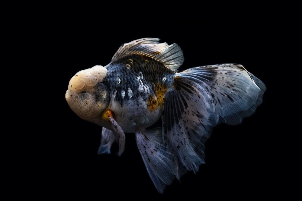 Photograph by Dino Sirica