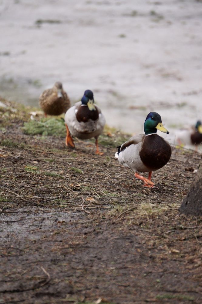 Photograph by Оксана Смородина