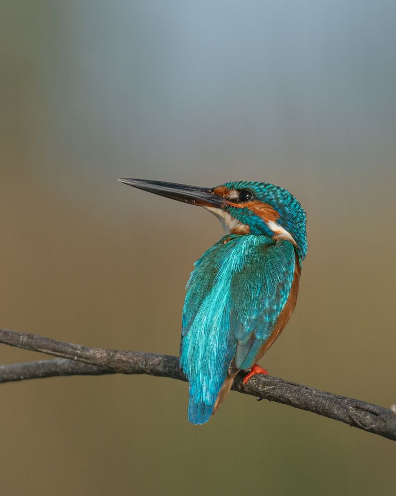 Common Kingfisher