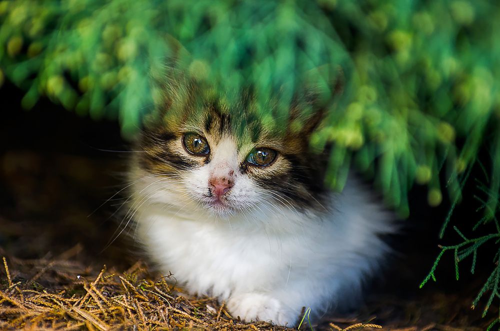 Photograph by Роман Приходько