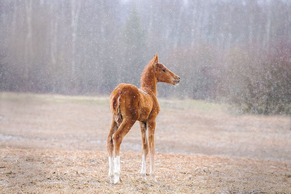 Photograph by Yulia  Maximova