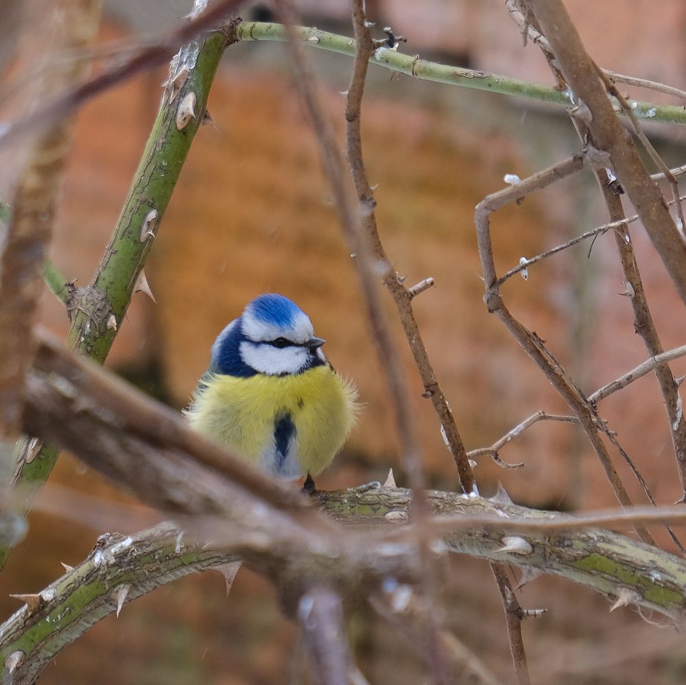 Фотография автора Александр Высоцкий