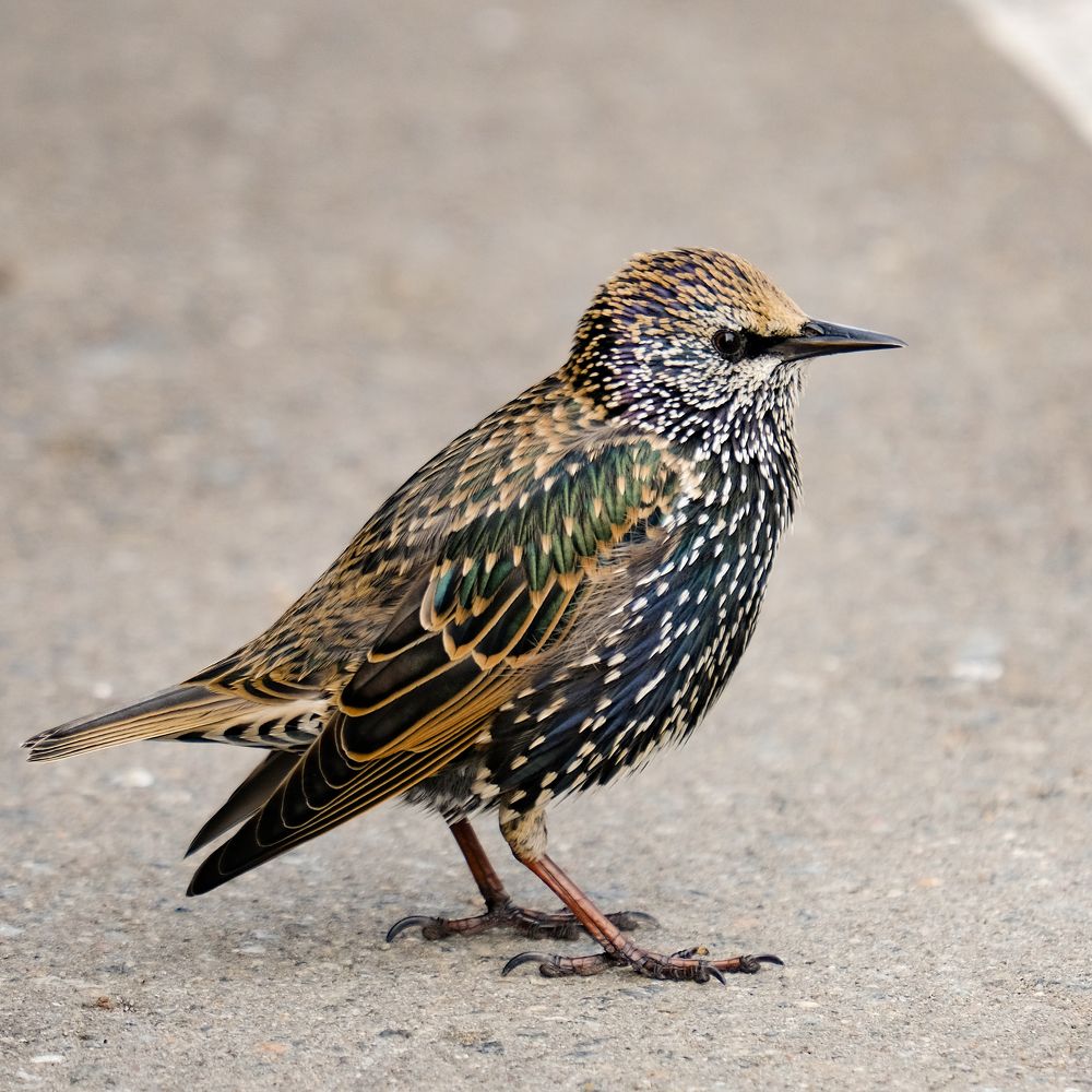 Фотография автора Александр Высоцкий