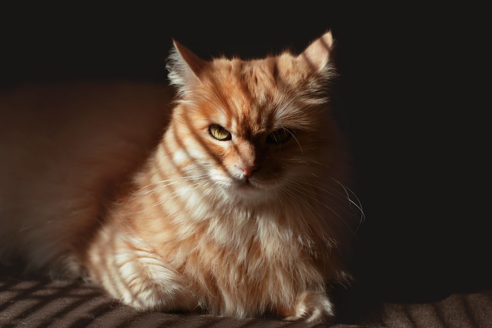 Крестный котец