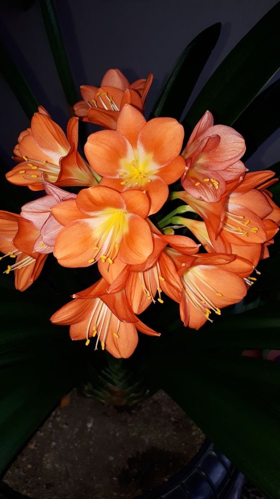 Photograph by Елена