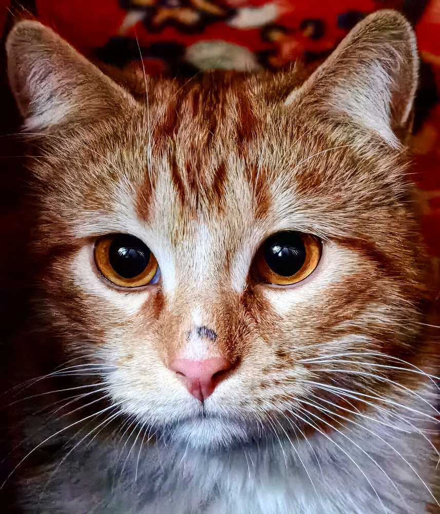 Photograph by Виолетта Юдина