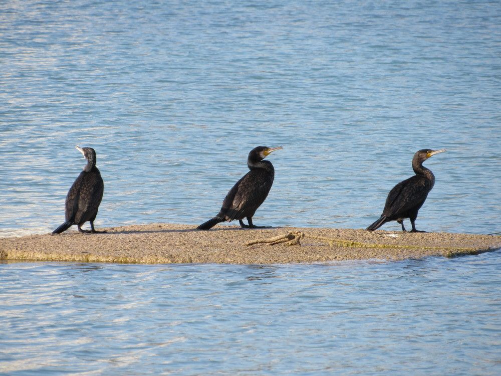 Photograph by Alp Aysgl