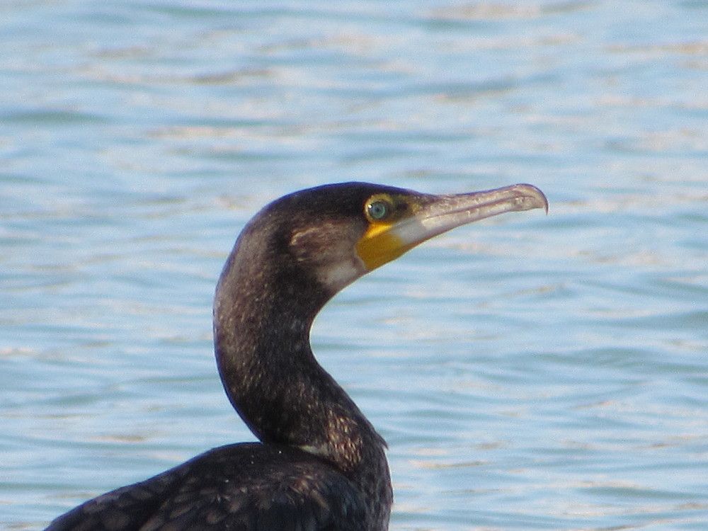 Photograph by Alp Aysgl