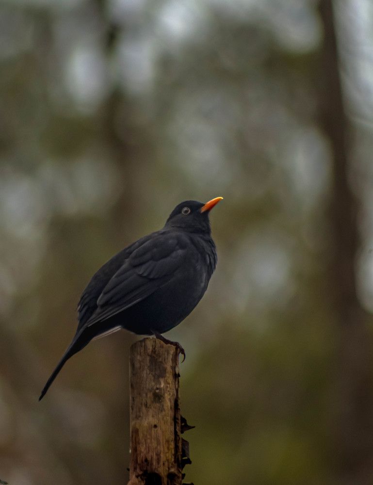 Фотография автора Aлексей Игнатьев