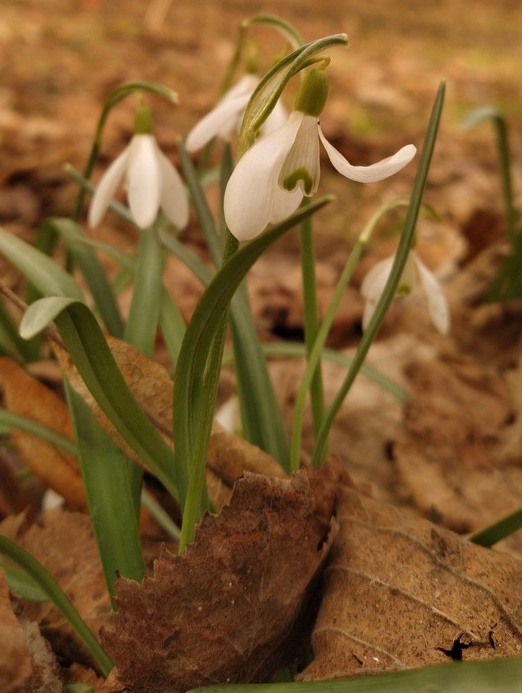 "Подснежники"
