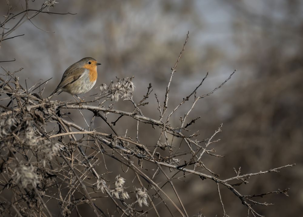 Photograph by Sajkovski Dejan