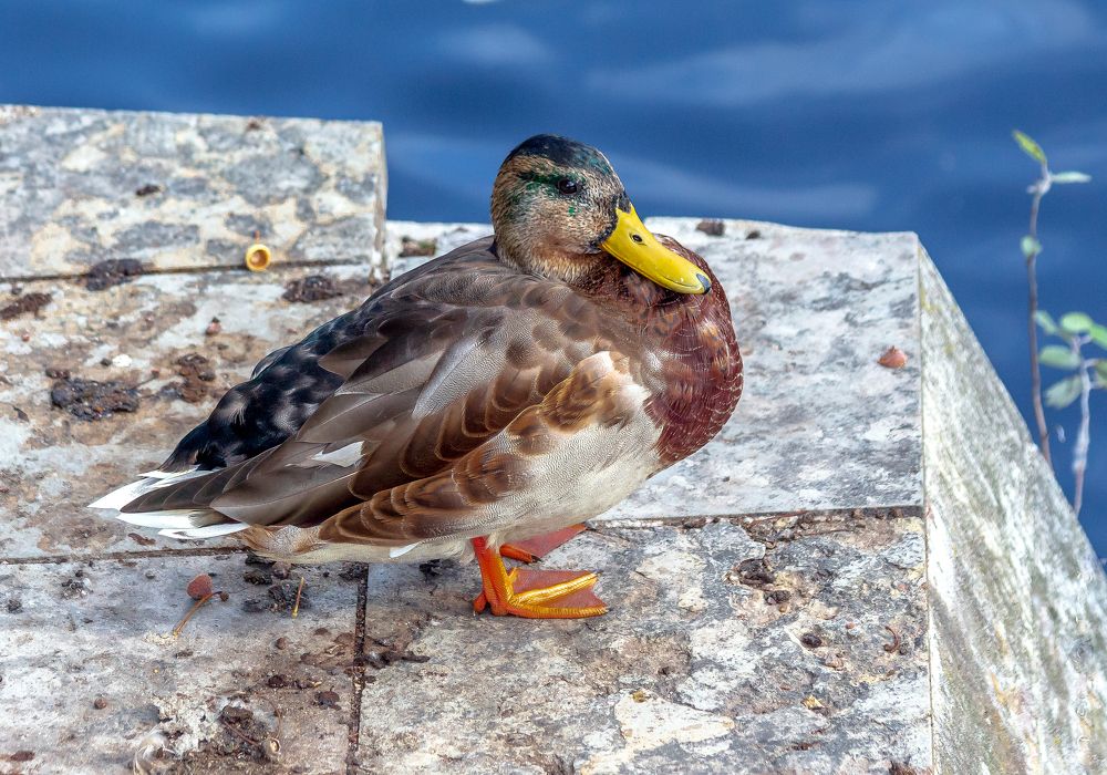 Утка на мраморе