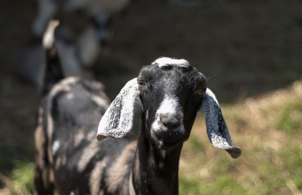 Photograph by Юлия Лис-а