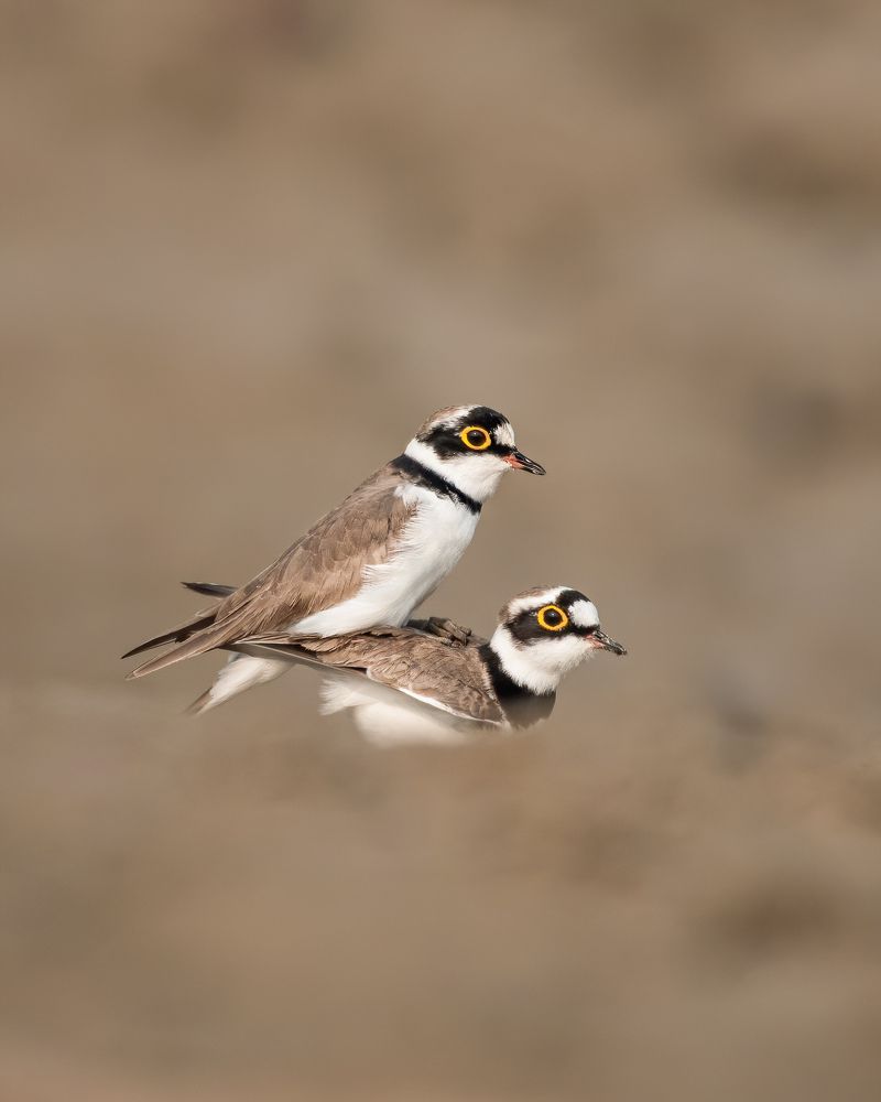 Фотография автора Aritro Bose