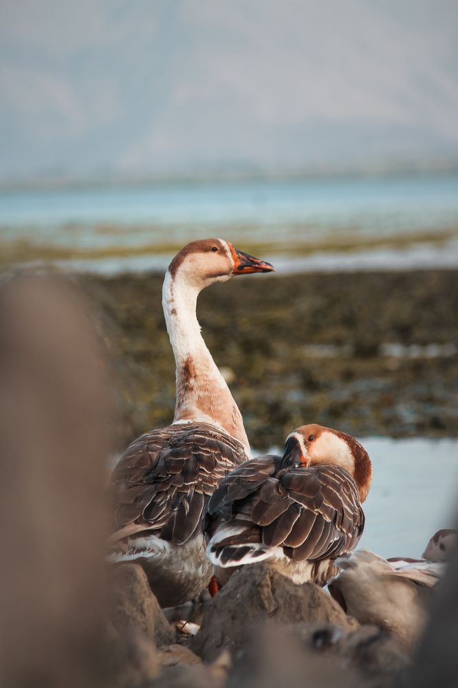 Photograph by Bhatt Muxamil