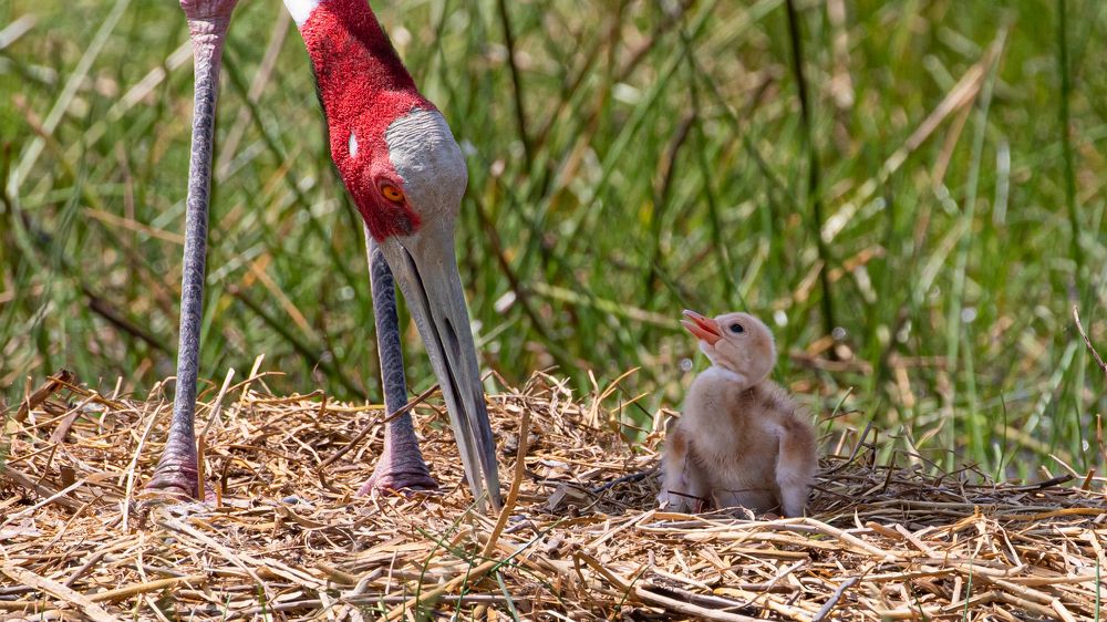 Фотография автора Pradeep Plaha