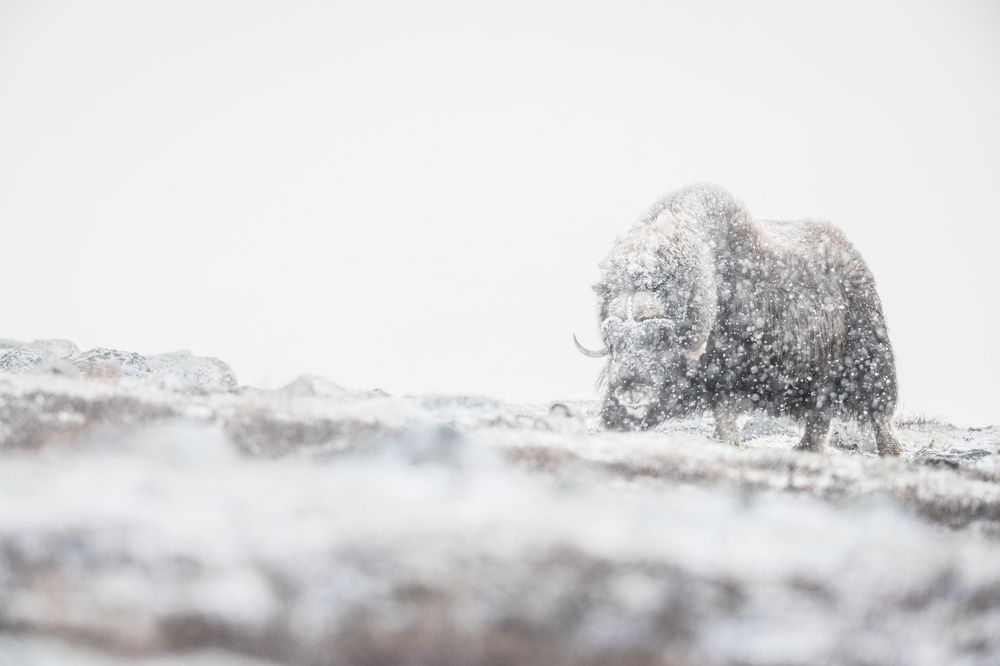 Photograph by Philipp Jakesch